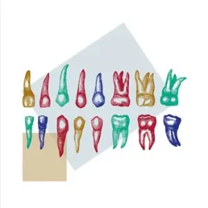 Mordersi i denti Scelto Dai Clienti