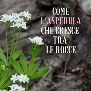 Esclusivo Come l‘asperula che cresce tra le rocce
