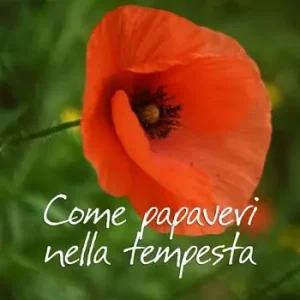 Compra Adesso Come papaveri nella tempesta