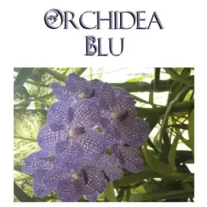 Orchidea blu Ultime Pezzi