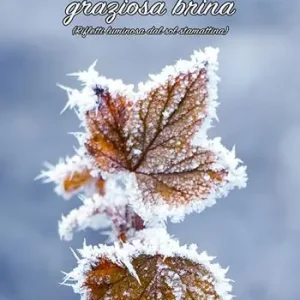 Più Venduto D‘inverno graziosa brina (rifletti luminosa dal sol stamattina)