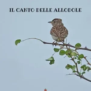 Vendita Finale Il canto delle allodole