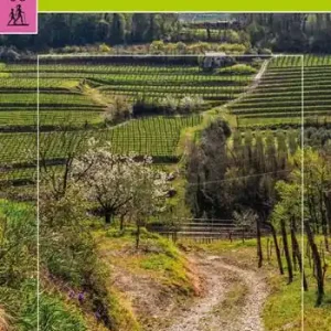 Collio e Brda. 30 itinerari dal Collio friulano alla Brda slovena Ultime Pezzi